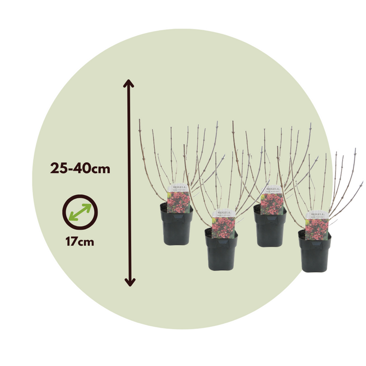 Weigela florida 'Nana Purpurea' - Set od 4