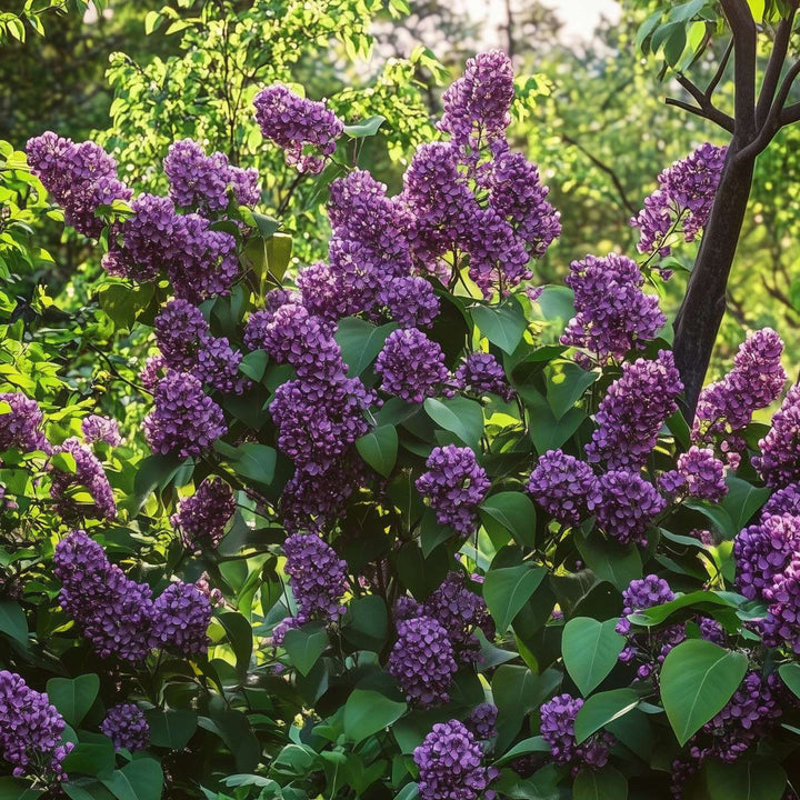 Syringa vulgaris 'Ludwig Spath' sering - Set van 2