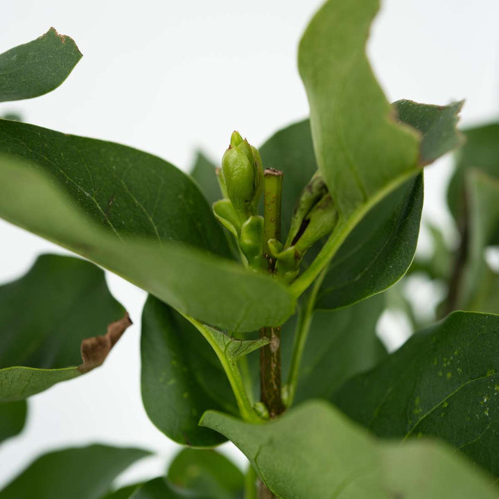 Syringa vulgaris 'Ludwig Spath' sering - Set van 2