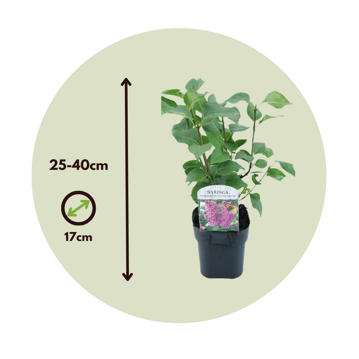 Syringa vulgaris 'Ludwig Spath' - Sada 2 kusů - Šeřík - FloraStore