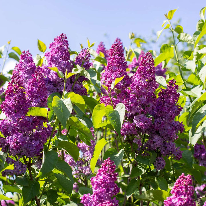 Syringa vulgaris 'Ludwig Spath' sering - Set van 4