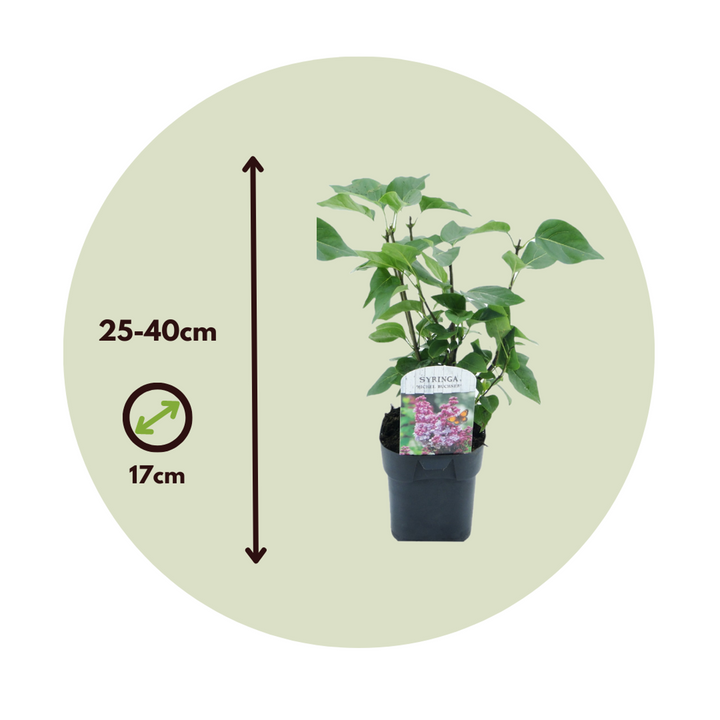 Syringa vulgaris 'Michel Buchner' šeřík - sada 2 kusů - FloraStore