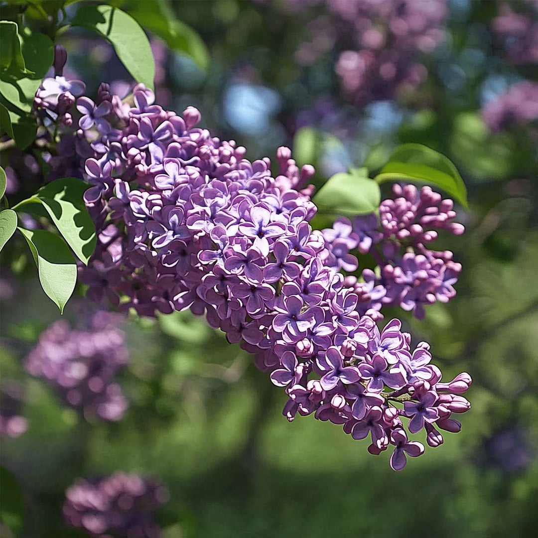 Syringa vulgaris 'Michel Buchner' sering - Set van 4