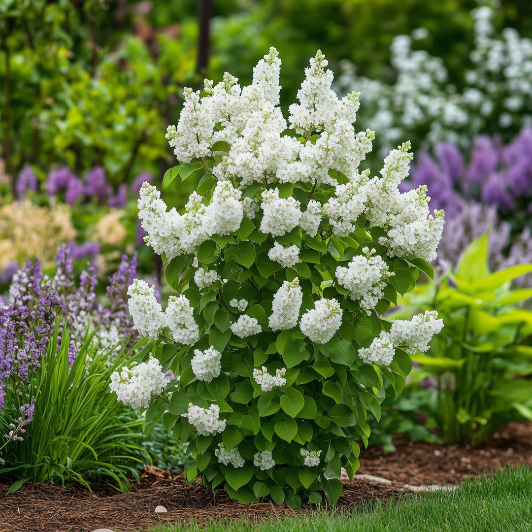 Syringa Vulgaris 'Mme Lemoine' - Set van 2