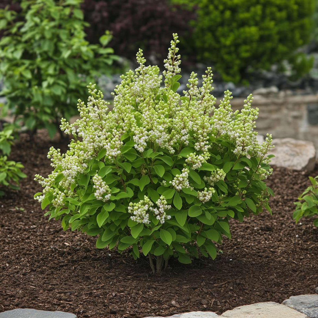 Syringa Vulgaris 'Mme Lemoine' - Set van 2