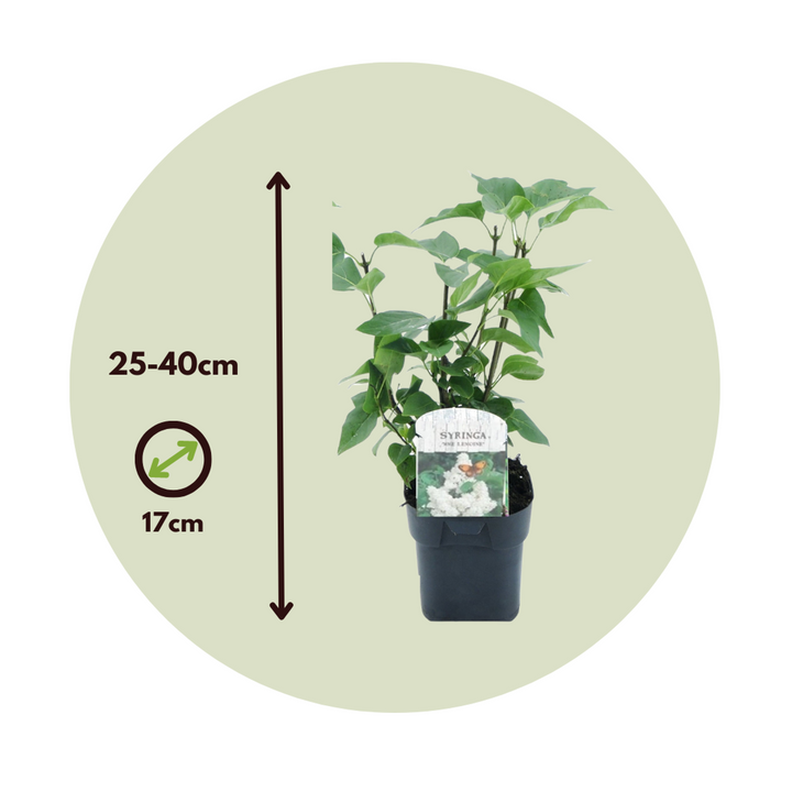 Syringa Vulgaris 'Mme Lemoine' - set od 4 komada - FloraStore