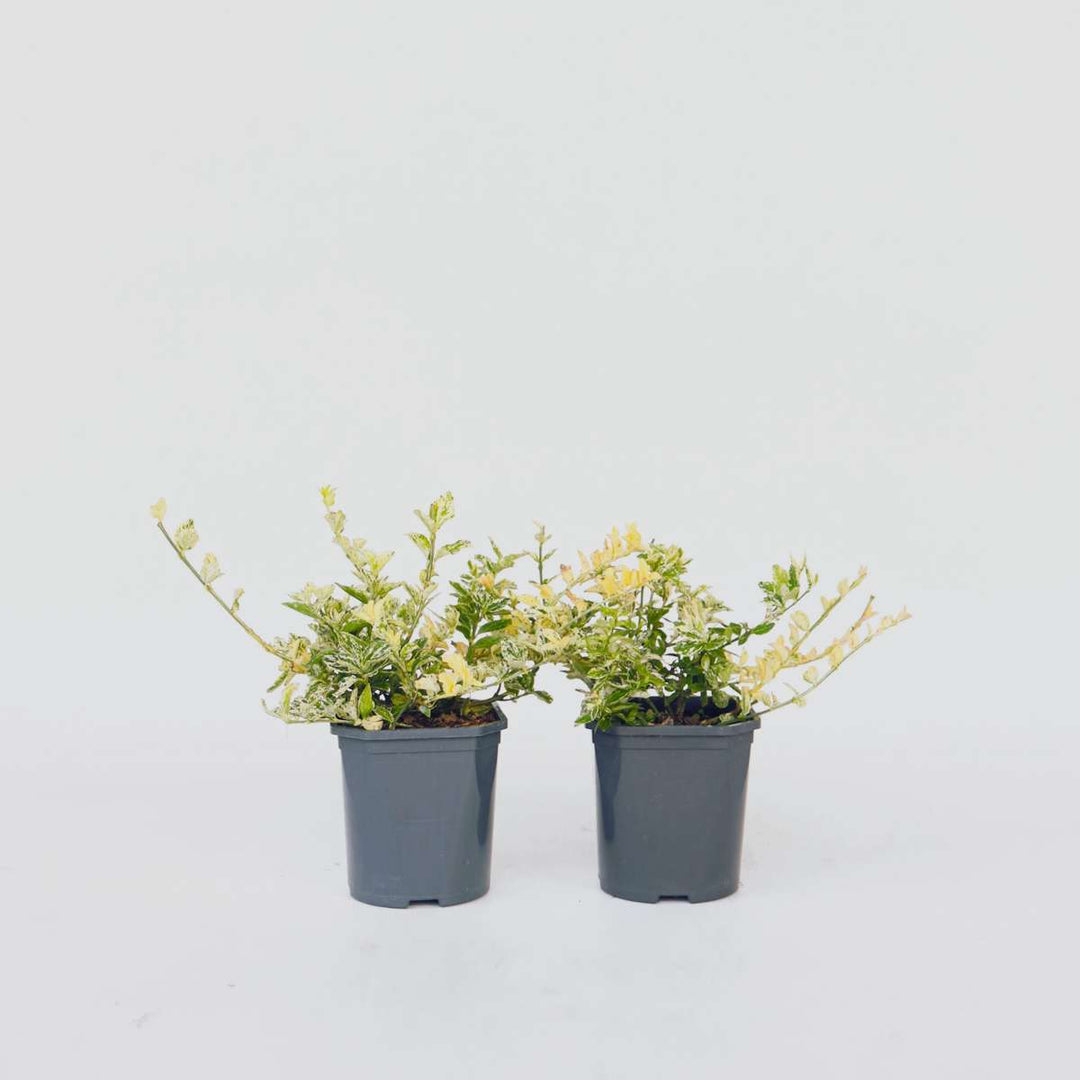 Euonymus Harlequin - set od 4 komada