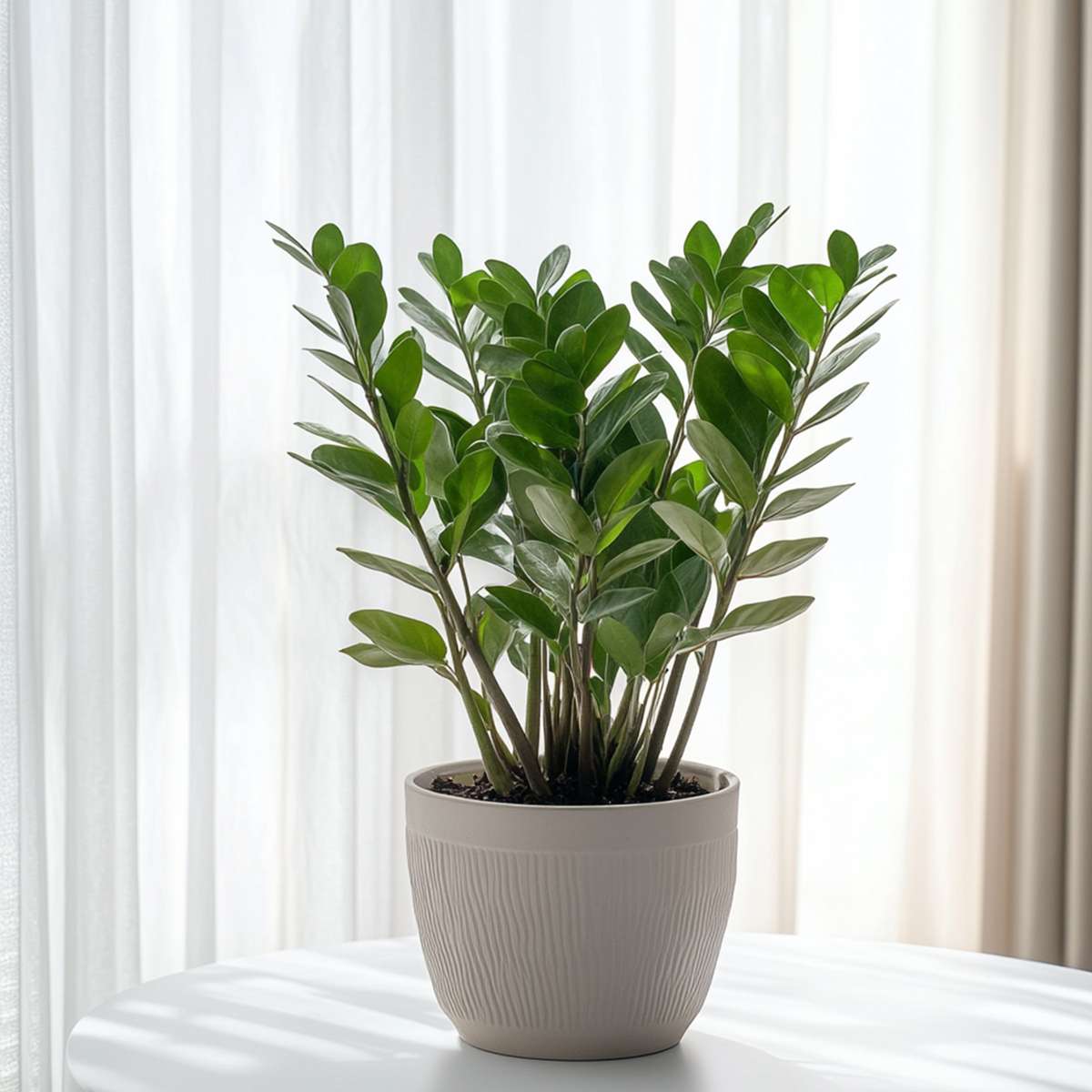 Zamioculcas zamiifolia - LiveTrends Design Group