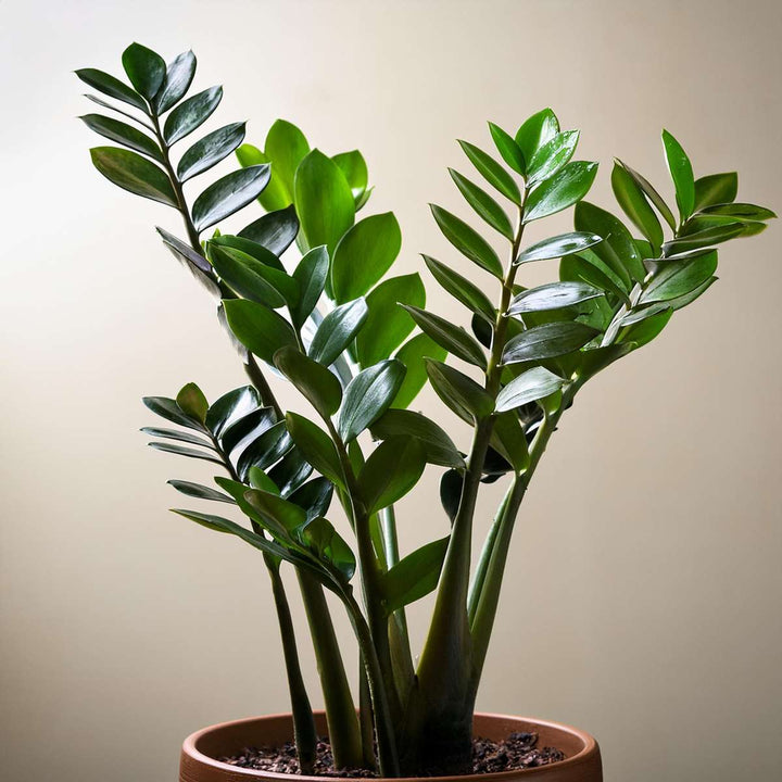 Zamioculcas Zamiifolia - Kamerplant