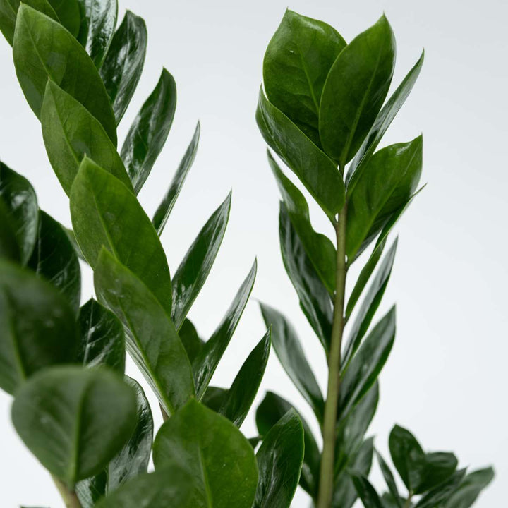 Zamioculcas Zamiifolia - Kamerplant