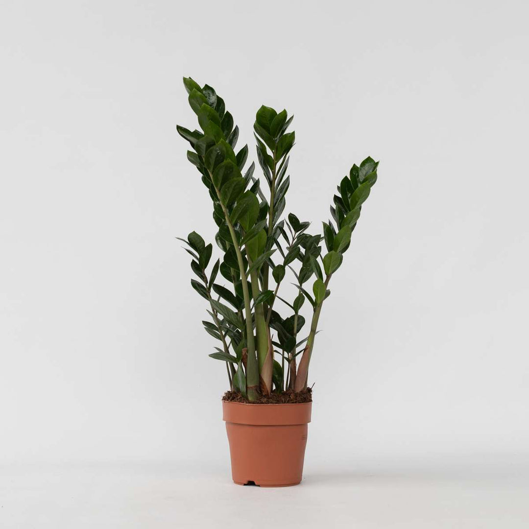 Zamioculcas Emerald - Kamerplant