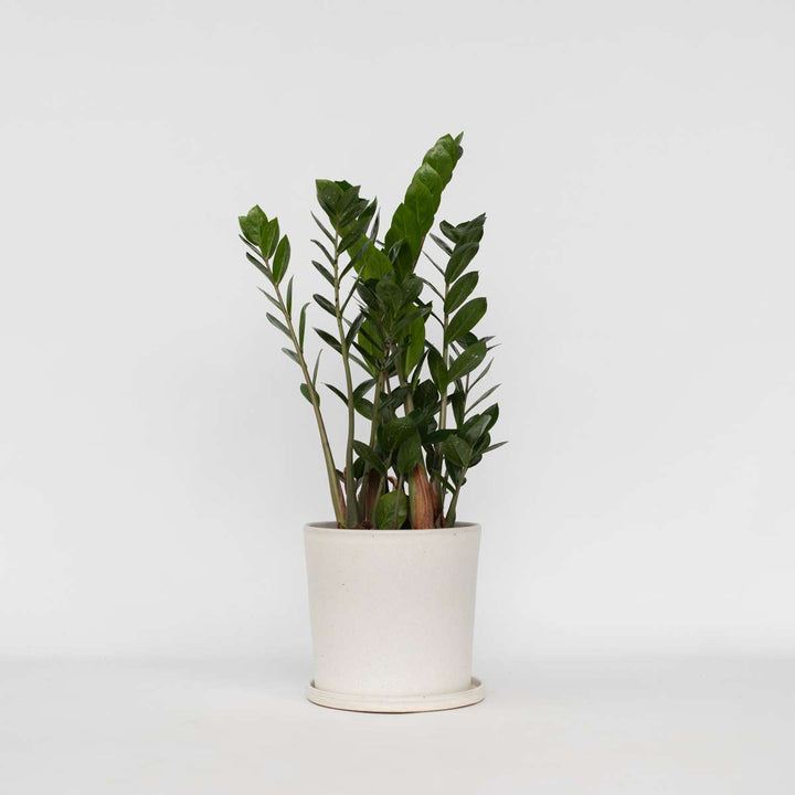 Zamioculcas Zamiifolia - Kamerplant