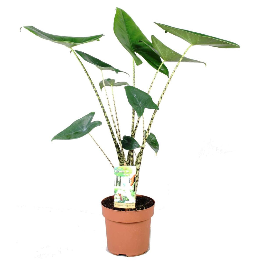Alocasia Zebrina - Slonovo uho