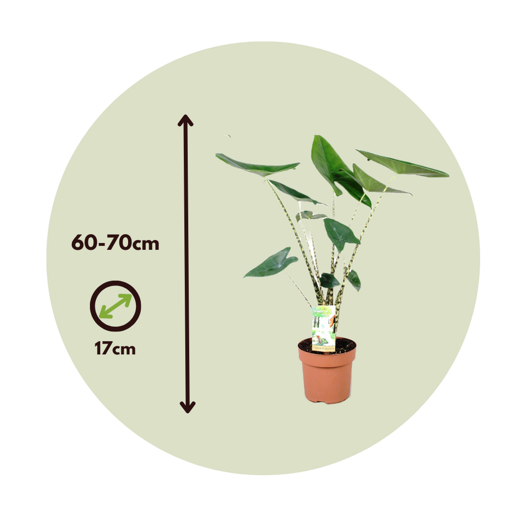 Alocasia 'Zebrina' - Set od 2 - Slonovo uho