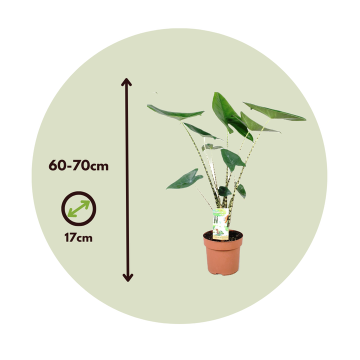 Alocasia 'Zebrina' - Set od 2 - Slonovo uho