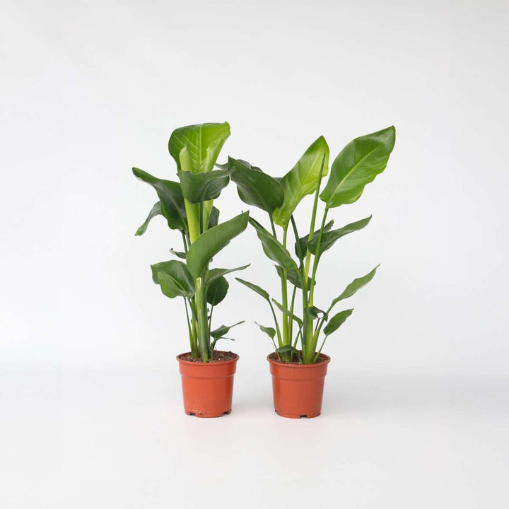 Strelitzia Nicolai - Set van 2