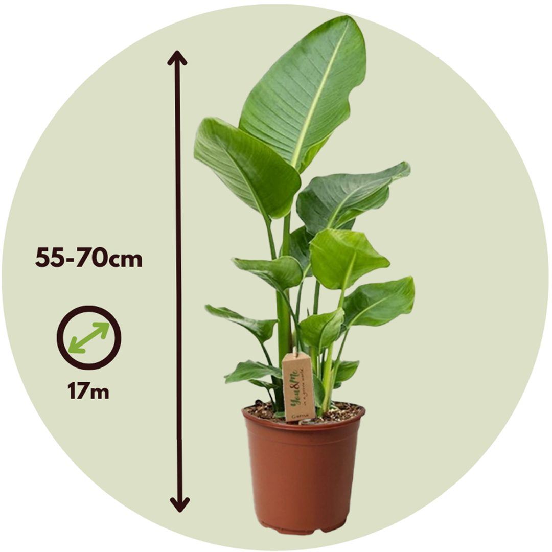 Strelitzia Nicolai - Set van 2