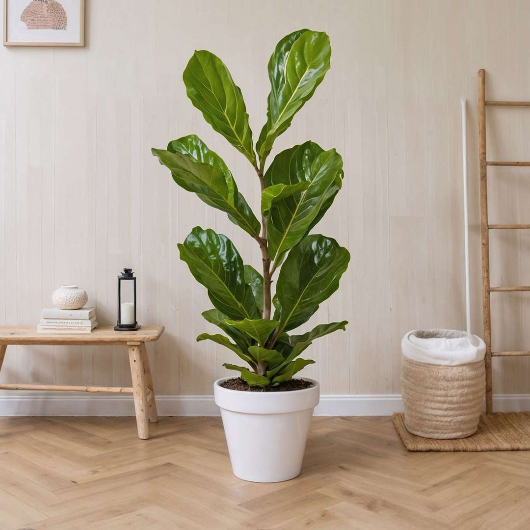 Ficus Lyrata - Vioolbladplant - Tabaksplant