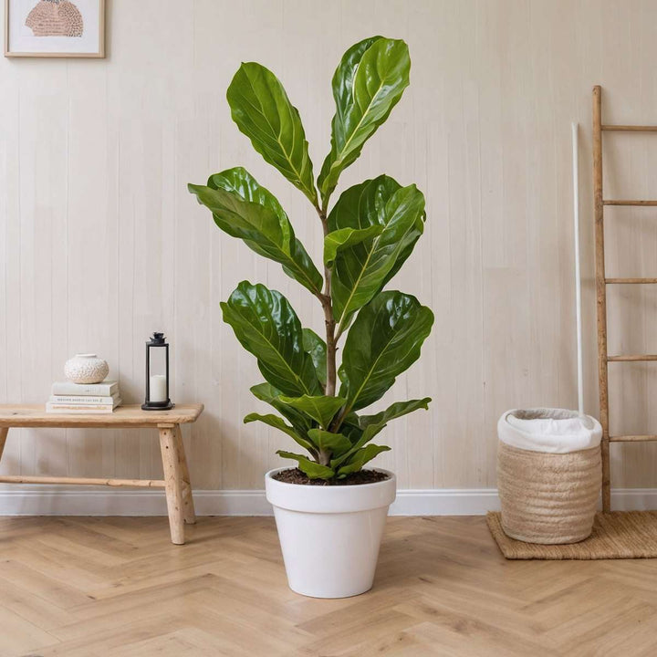 Ficus Lyrata - Vioolbladplant - Tabaksplant