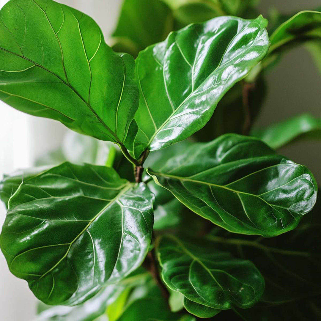 Pianta Finta Ficus Lyrata 75 Cm - 21 Foglie, Vaso Con Muschio, Polietilene, Decorazione Casa - Foto 5