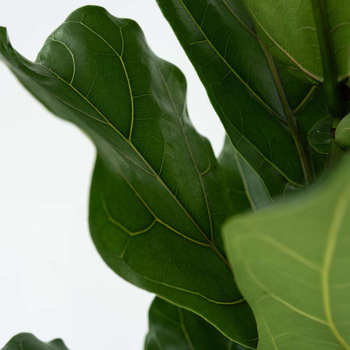 Ficus Lyrata - Set van 2 - Vioolbladplant