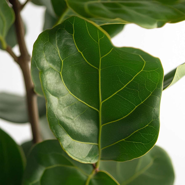 Ficus Lyrata - Vioolbladplant - Tabaksplant