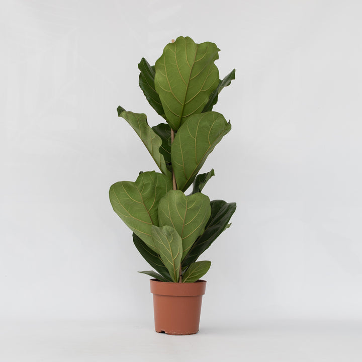 Ficus Lyrata - Vioolbladplant - Tabaksplant