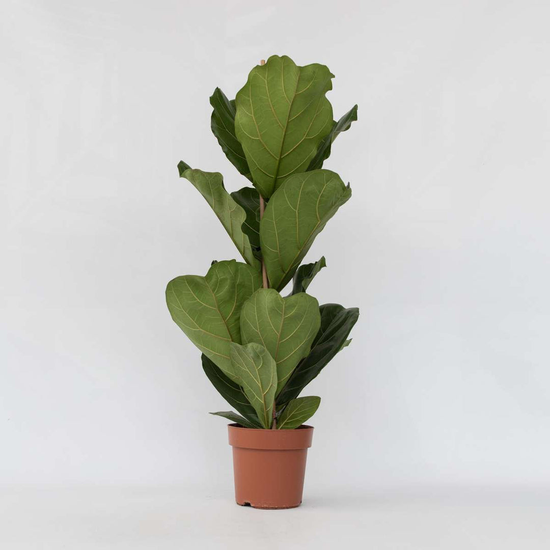 Ficus Lyrata - Vioolbladplant - Tabaksplant