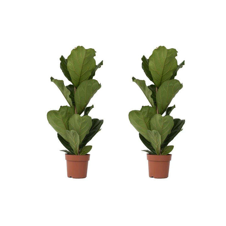 Ficus Lyrata - Set van 2 - Vioolbladplant