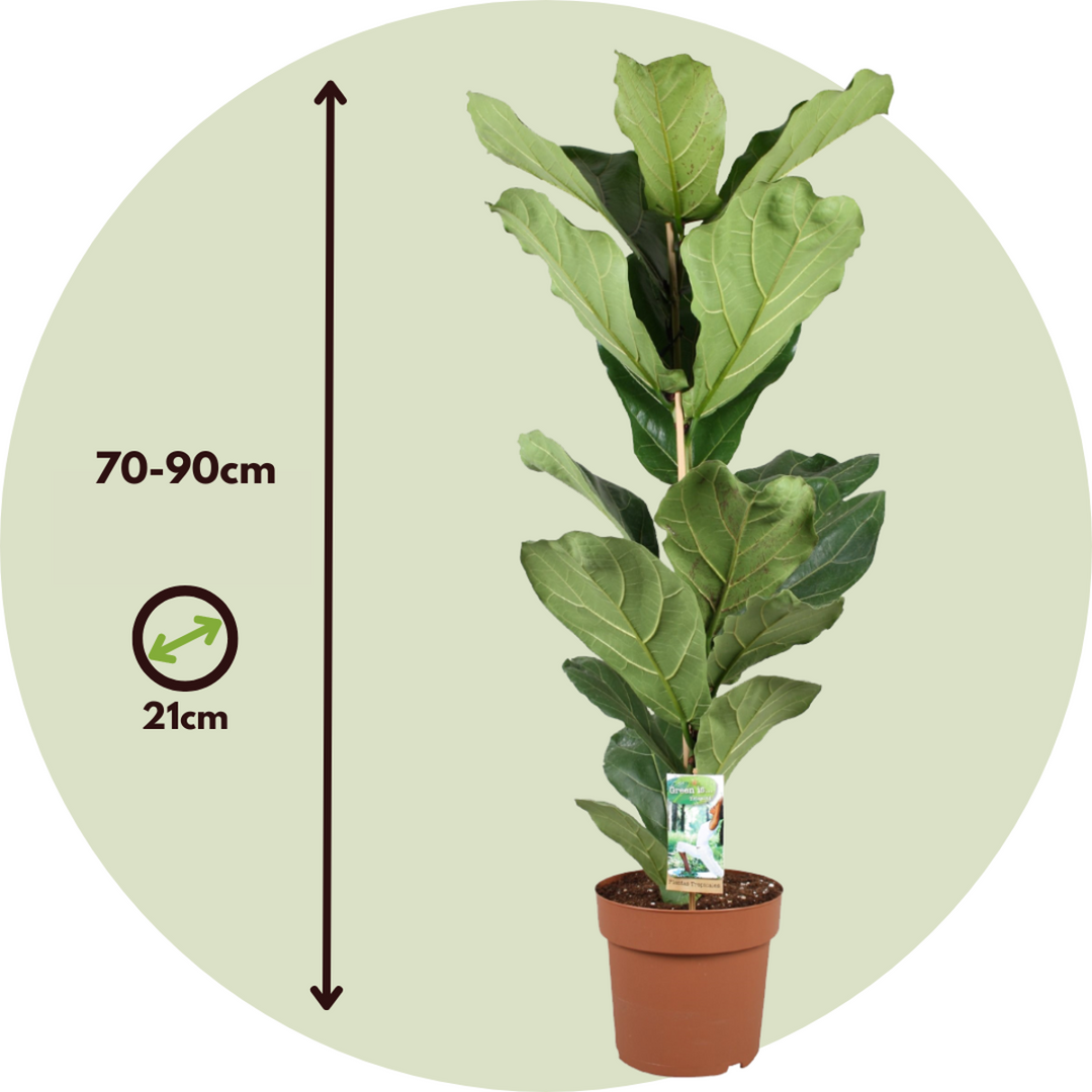 Ficus Lyrata - Set van 2 - Vioolbladplant