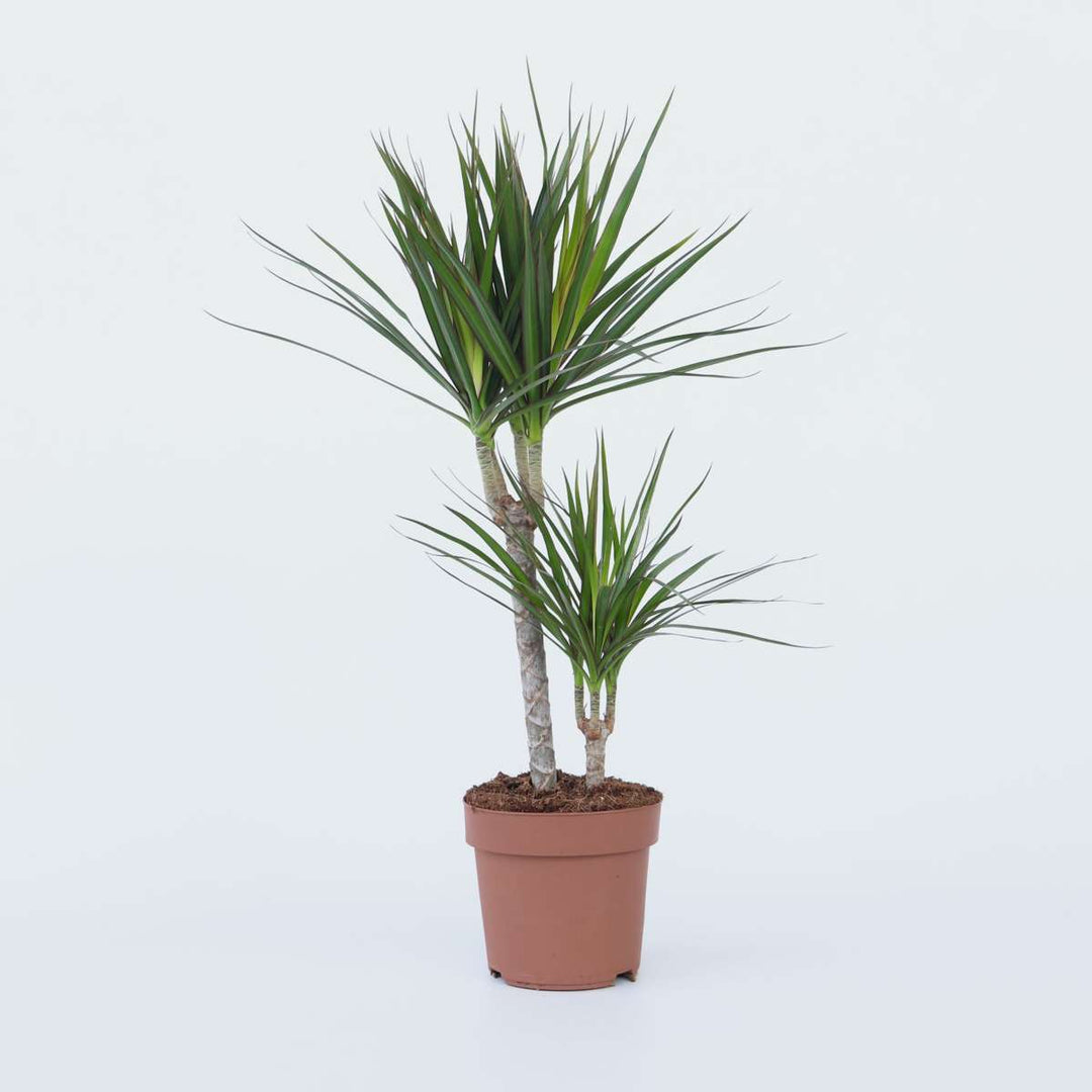 Dracaena Marginata - Drakenbloedboom