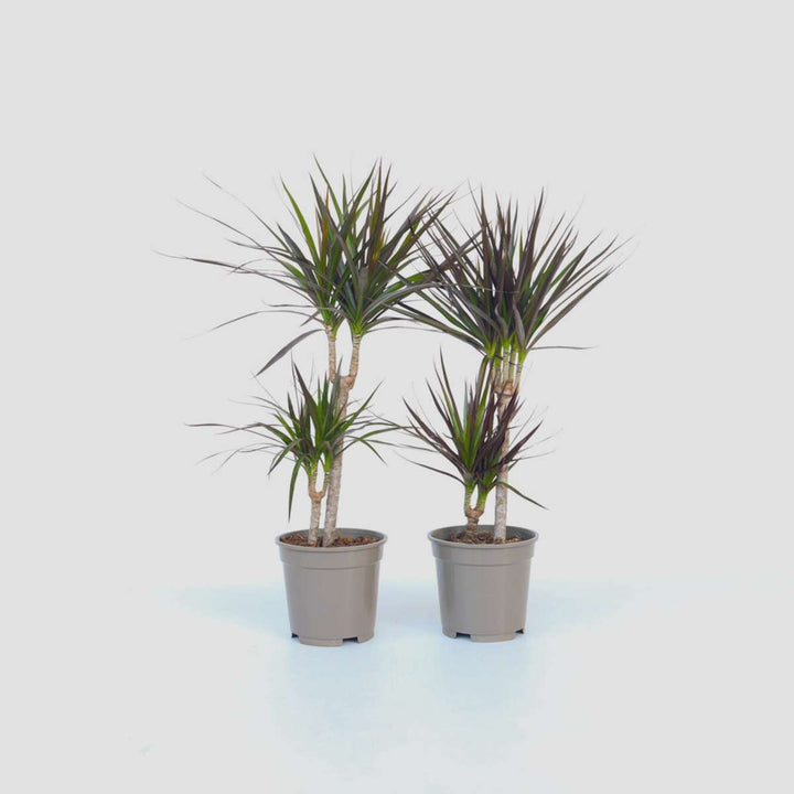 Dracaena Marginata - Set van 2 - Drakenbloedboom