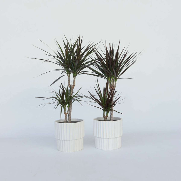 Dracaena Marginata - Set van 2 - Drakenbloedboom