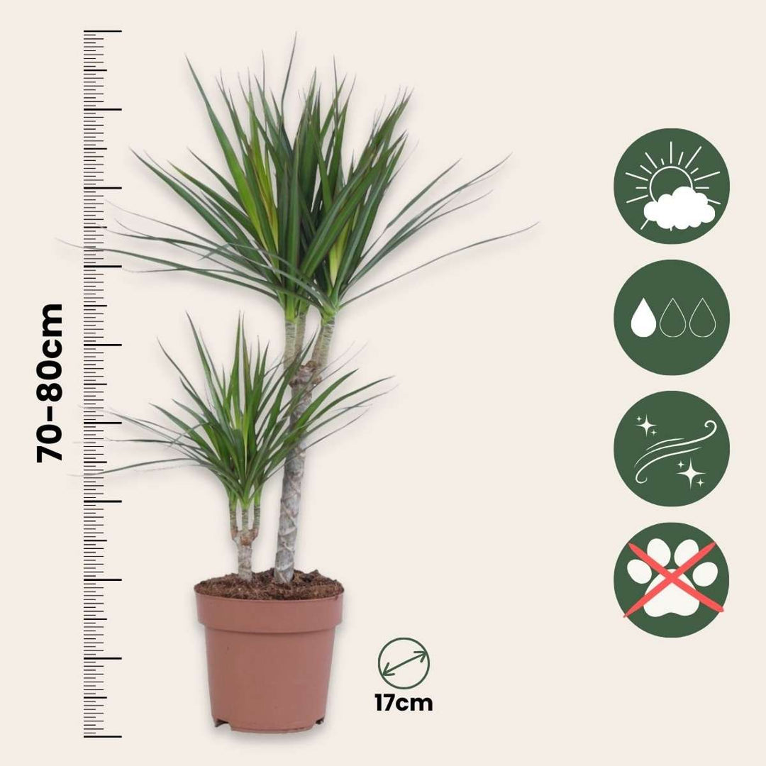 Dracaena marginata - Set van 4 - Drakenbloedboom