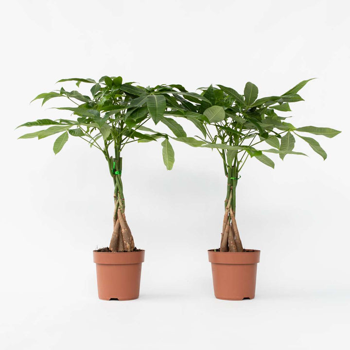 Pachira aquatica 'Geldboom' - Set van 2