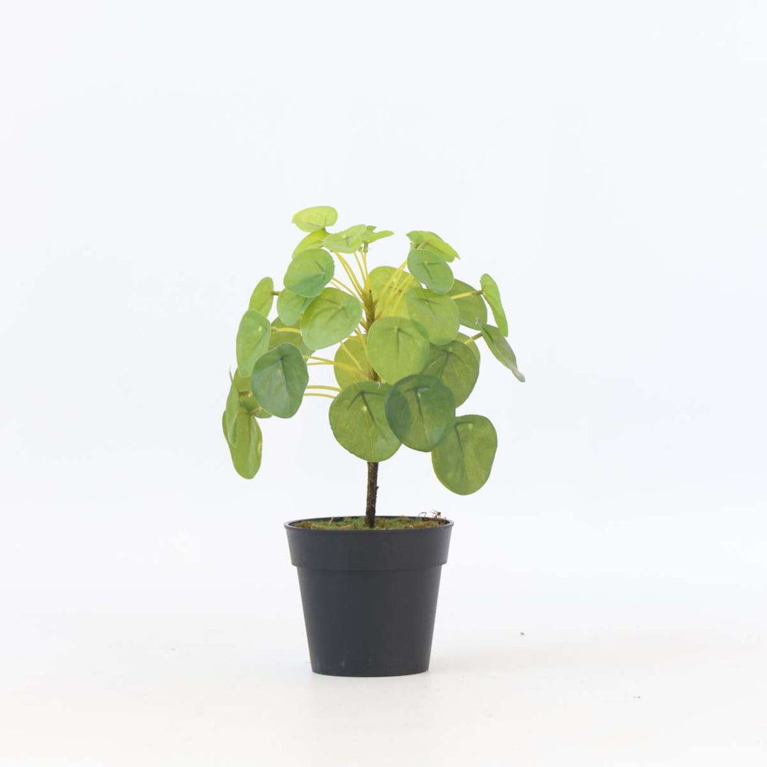 Kunstplant Pilea peperomioides