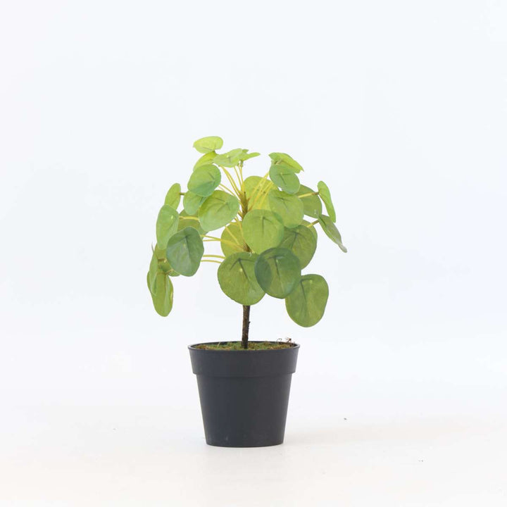 Kunstplant Pilea peperomioides