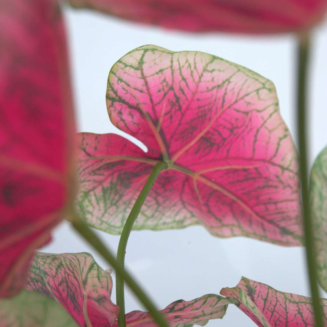 Kunstplant caladium