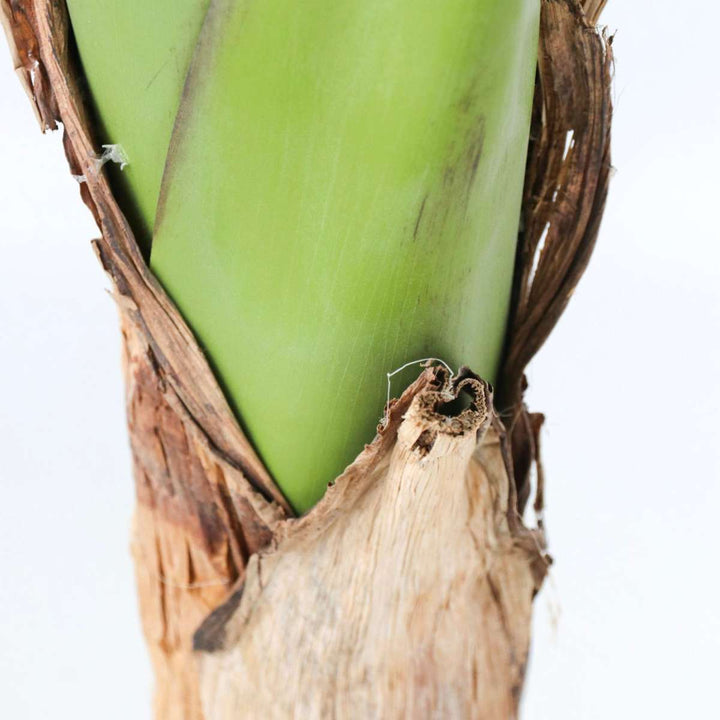 Kunstplant musa bananenplant XXL