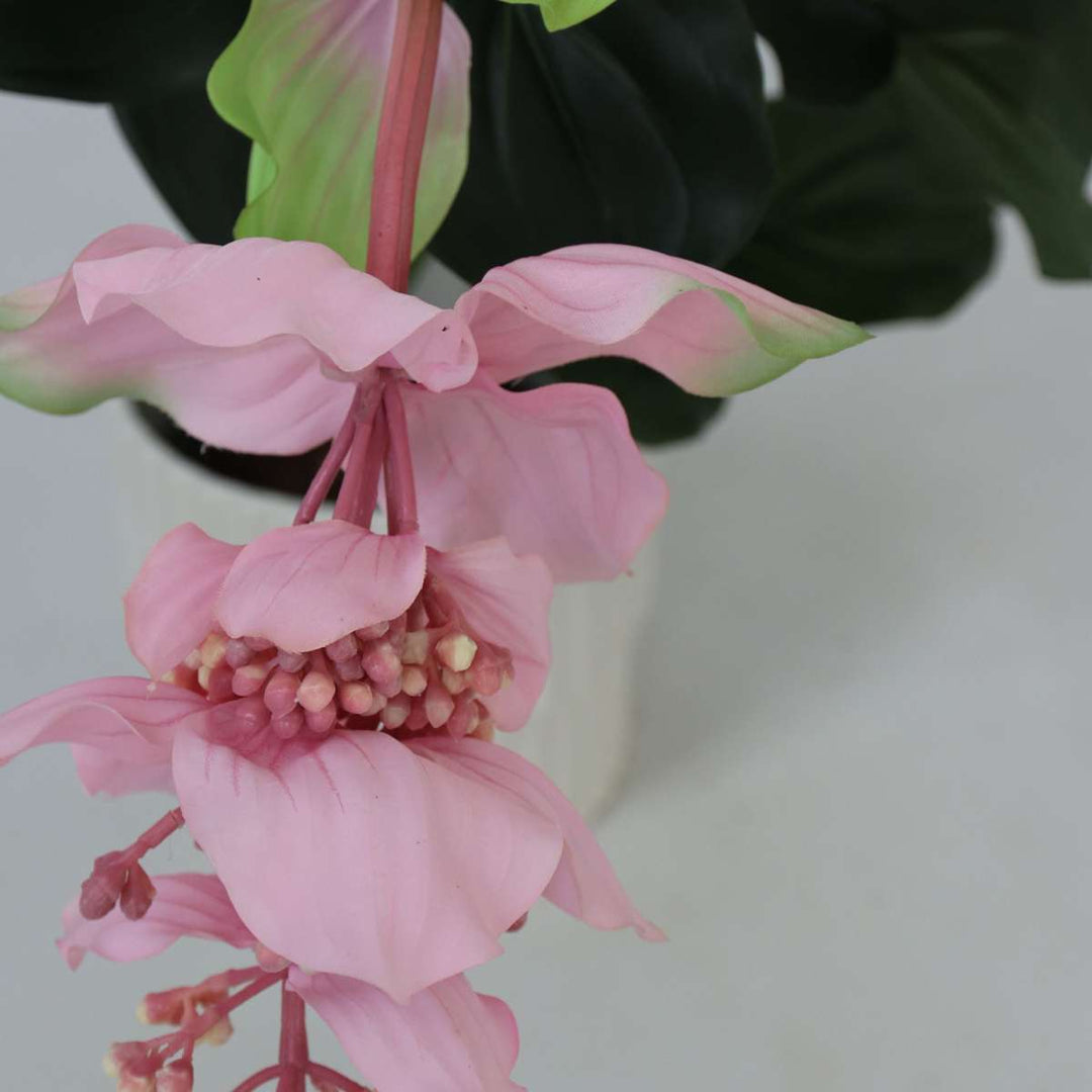 Kunstplant Medinilla magnifica