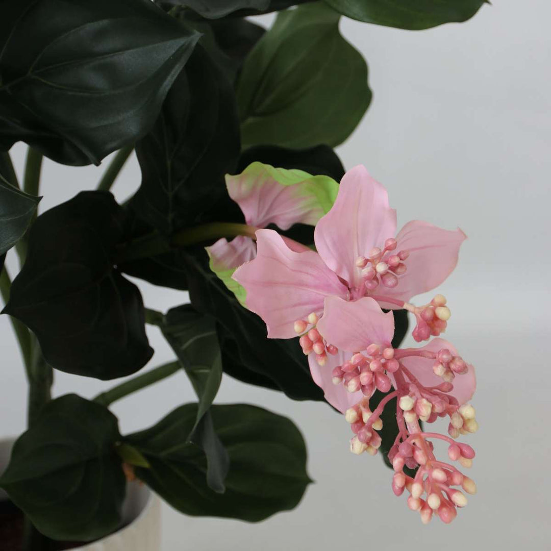 Kunstplant Medinilla magnifica