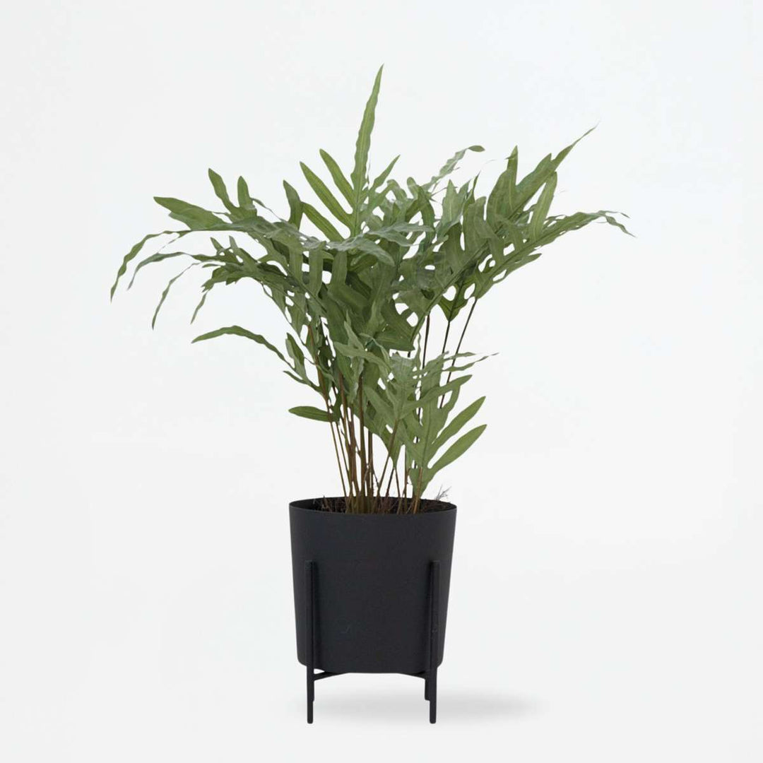 Kunstplant phlebodium