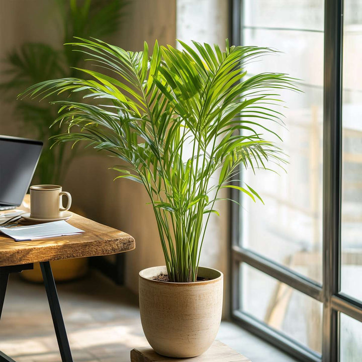 Dypsis Lutescens - Areca - Goudpalm - Kamerplant