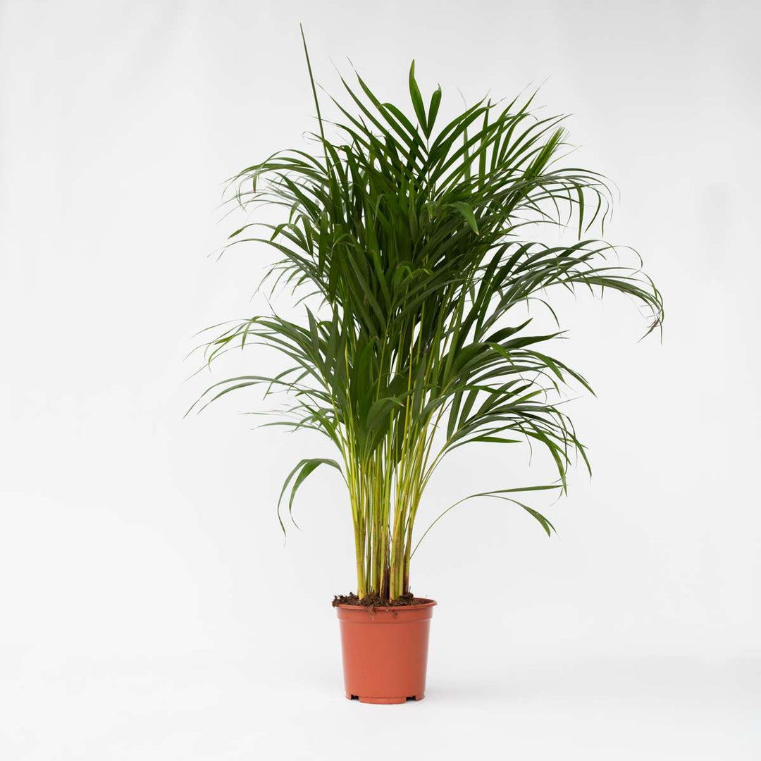 Dypsis Lutescens - Areca - Goudpalm - Kamerplant