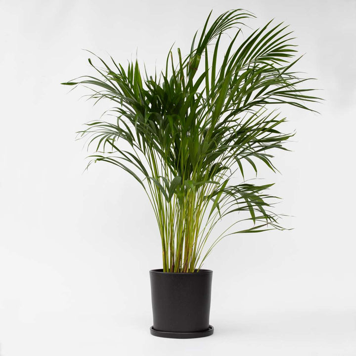 Dypsis Lutescens - Areca - Goudpalm - Kamerplant