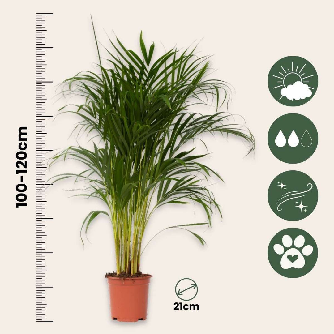 Dypsis Lutescens - Areca - Goudpalm - FloraStore