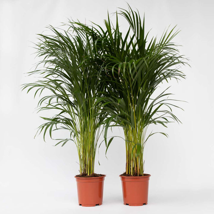 Dypsis Lutescens - Set van 2 - Areca