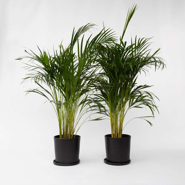 Dypsis Lutescens - Set van 2 - Areca