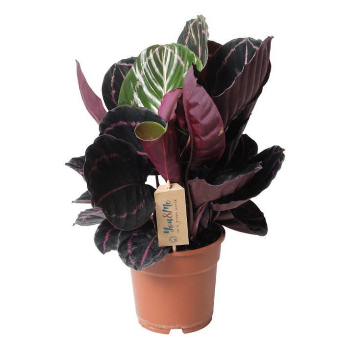 Calathea 'Dottie' - FloraStore