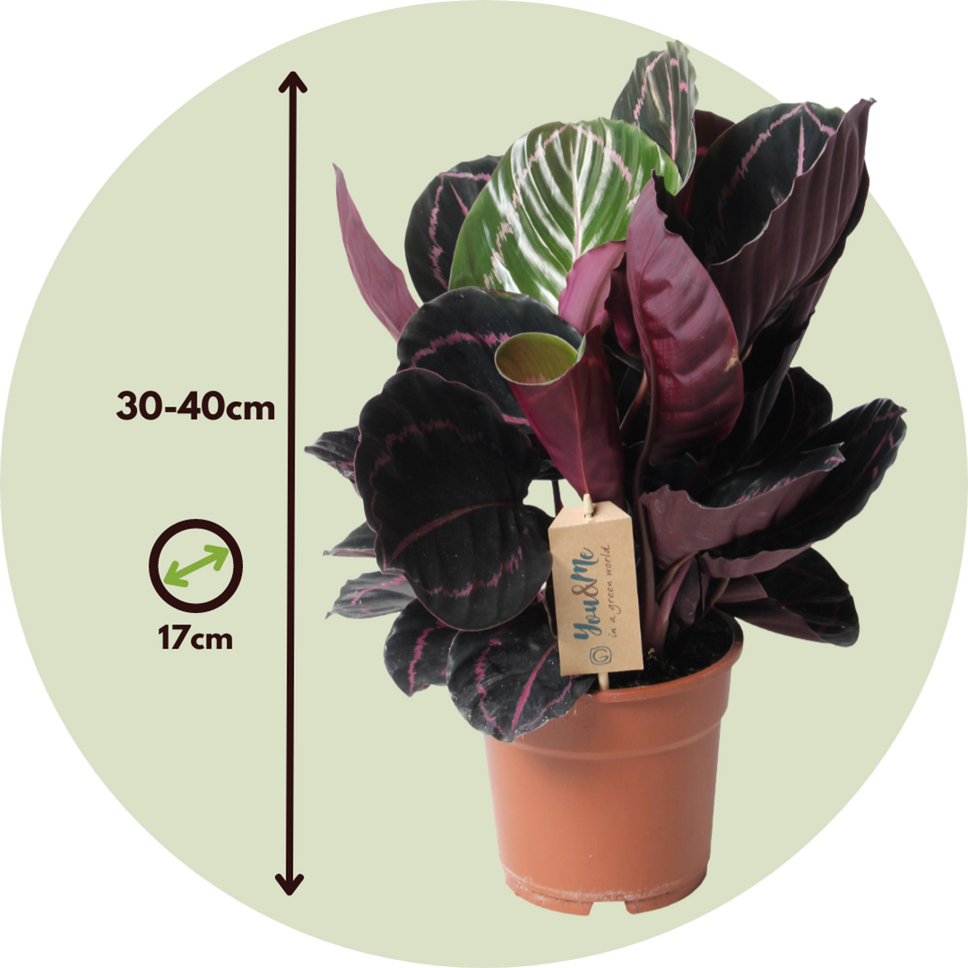 Calathea 'Dottie' - FloraStore